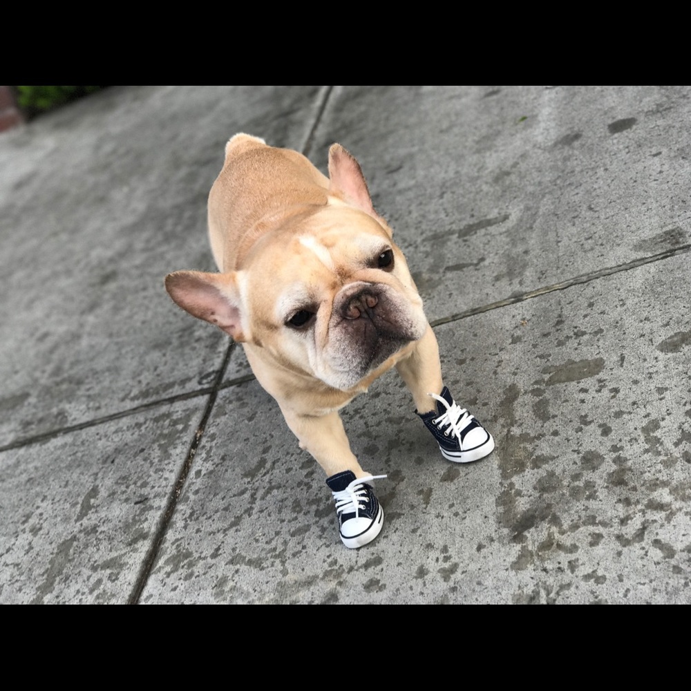 Converse Sneakers for Dog